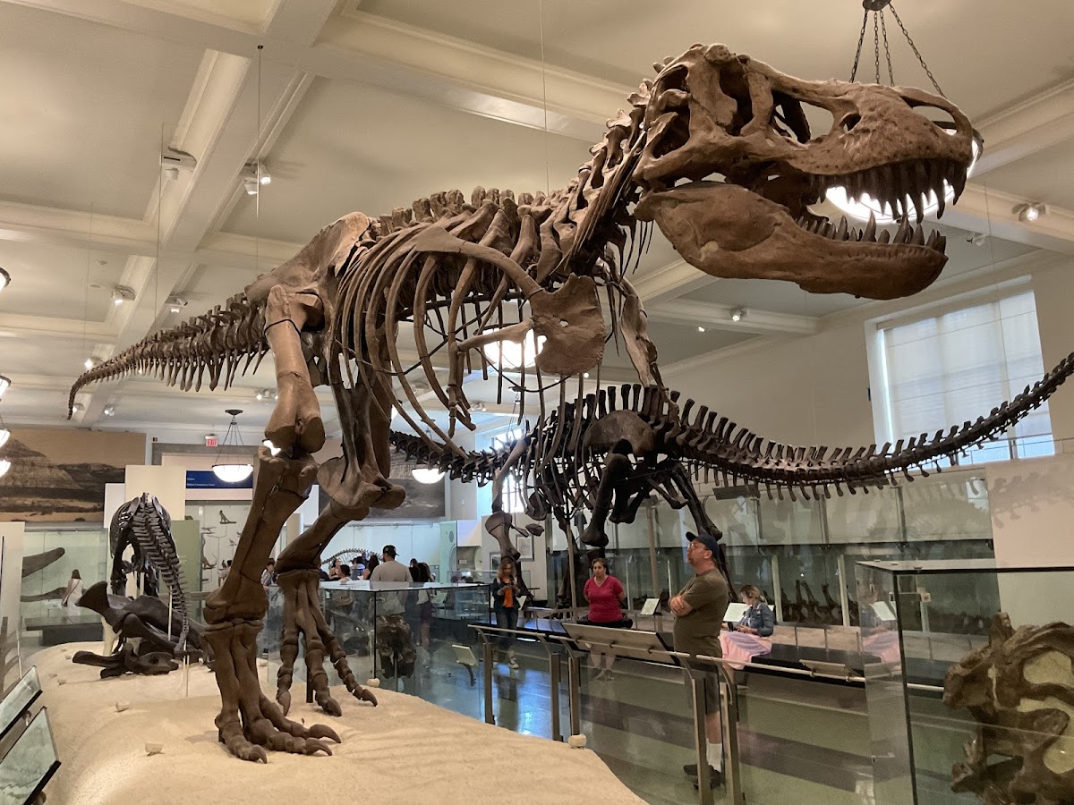 American Museum of Natural History - Photo 1