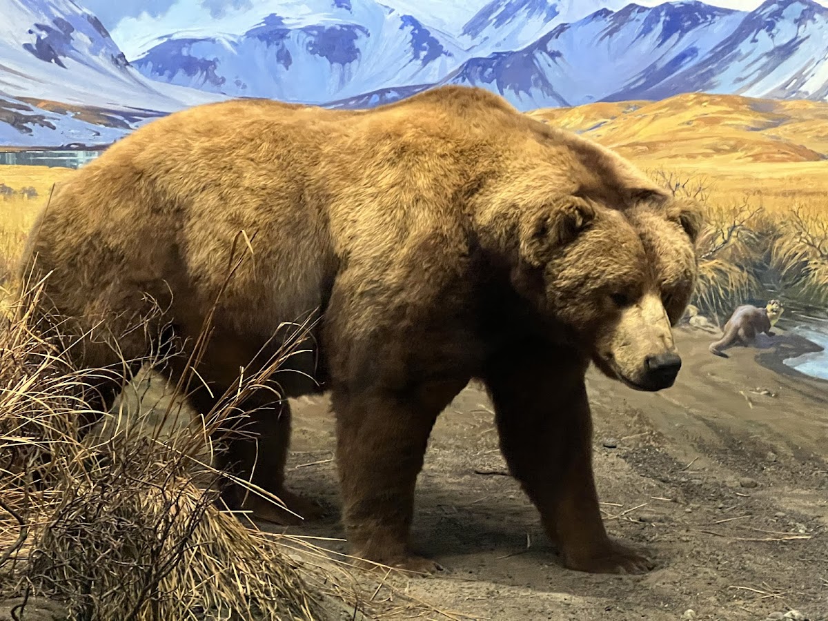 American Museum of Natural History - Photo 5