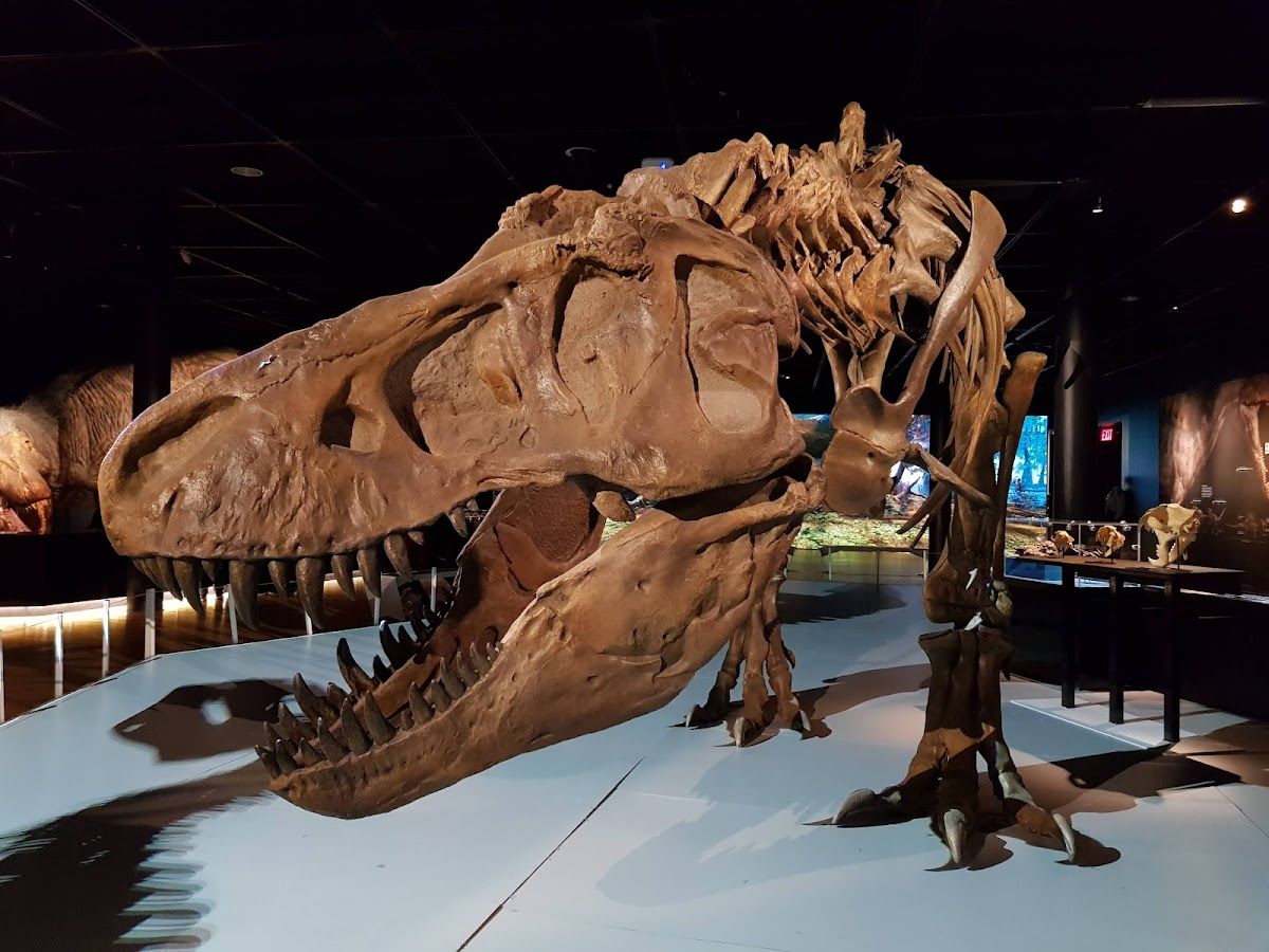 American Museum of Natural History - Photo 8