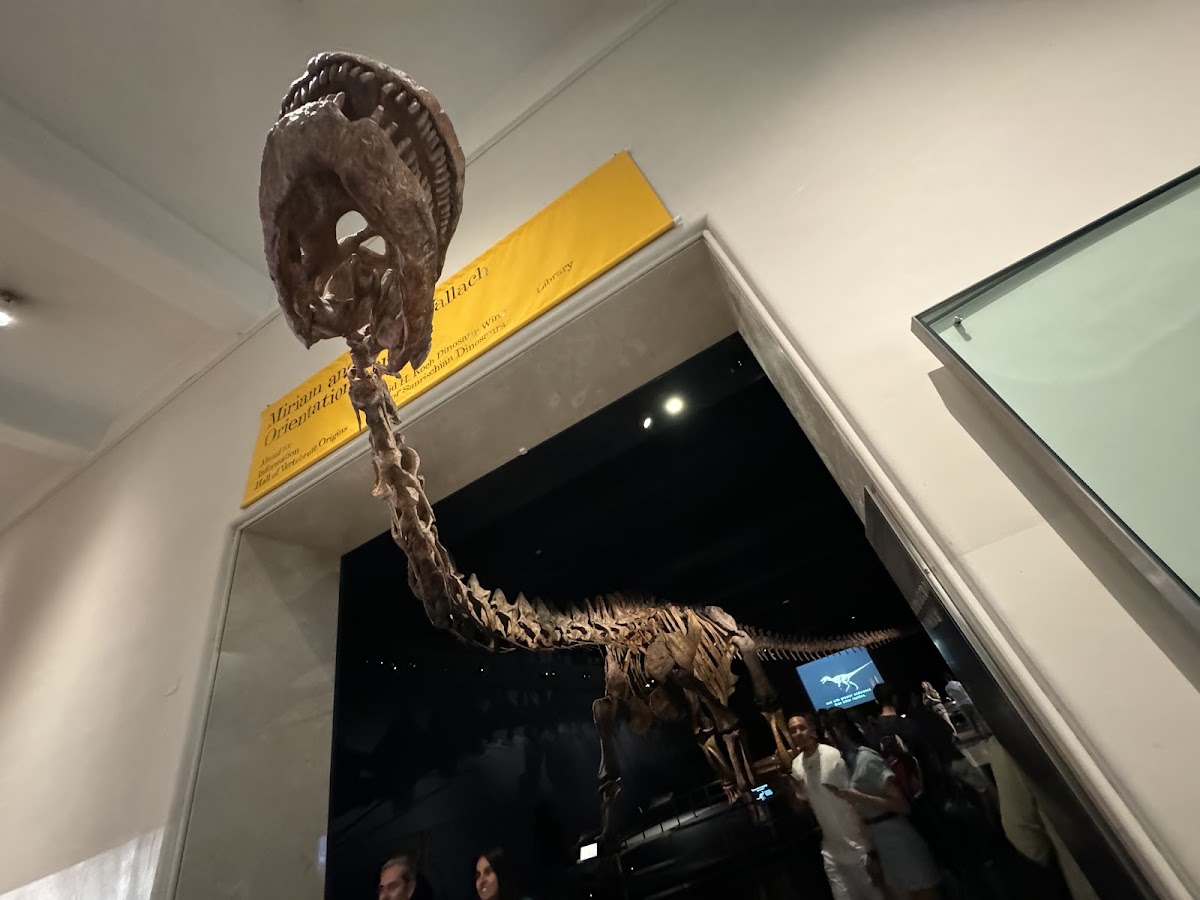 American Museum of Natural History - Photo 9