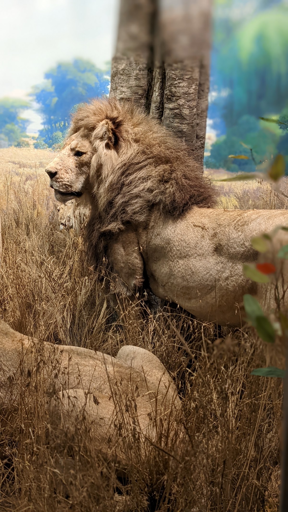 American Museum of Natural History - Photo 10