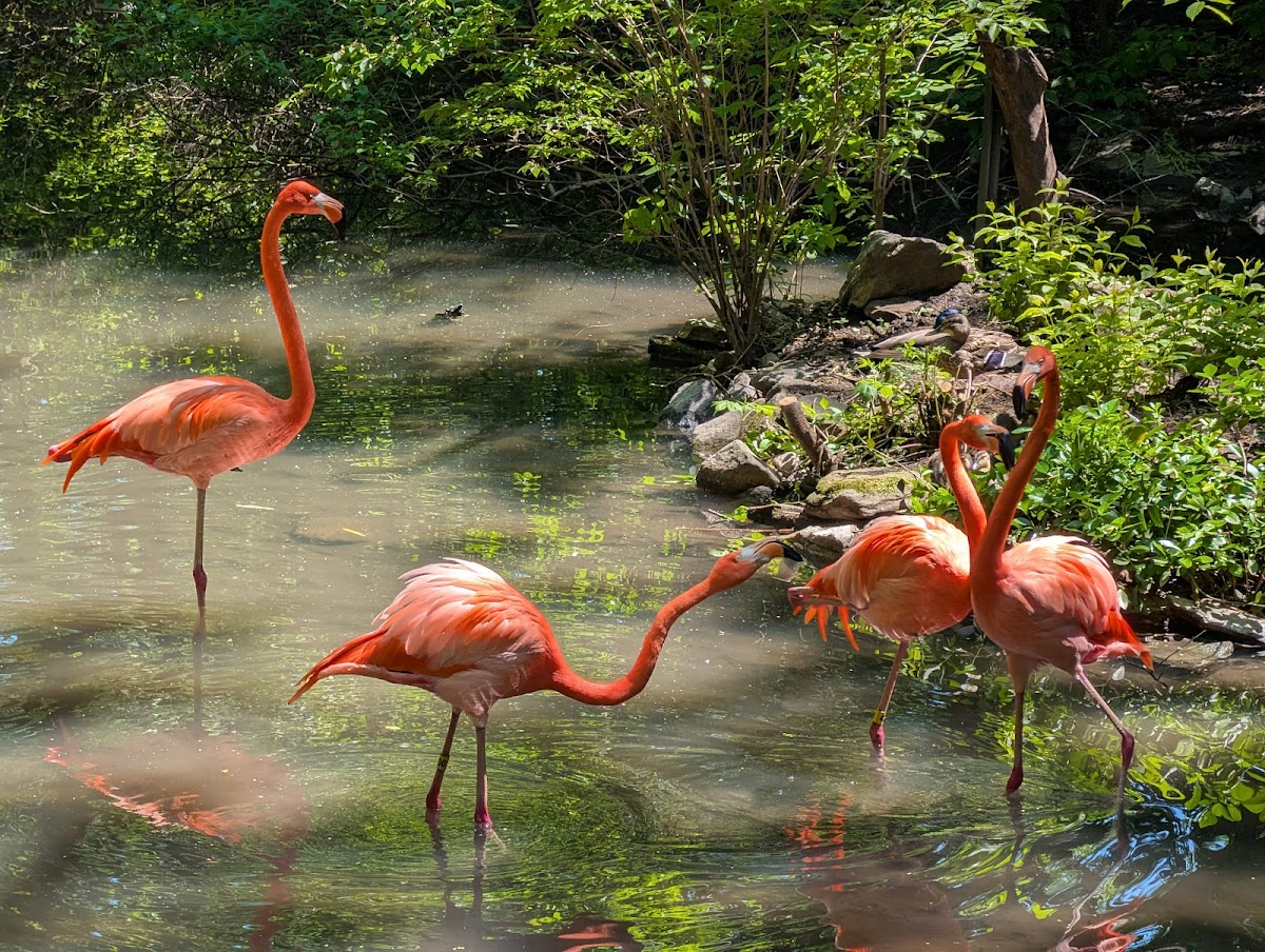 Bronx Zoo - Photo 10