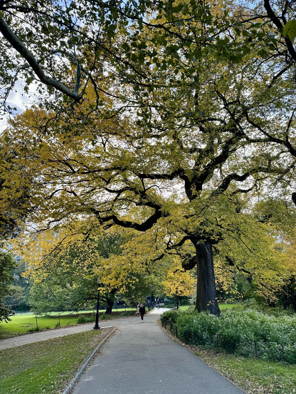 East Meadow - Photo 4