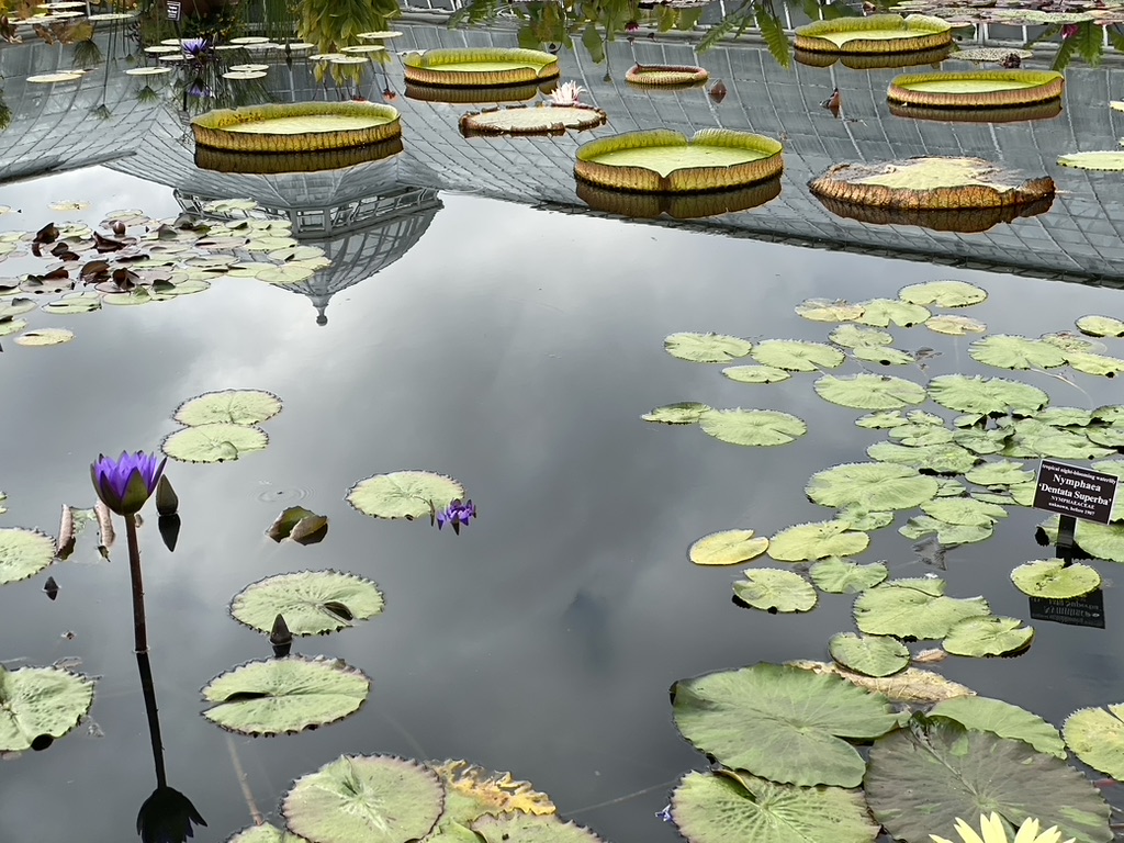 New York Botanical Garden - Photo 10