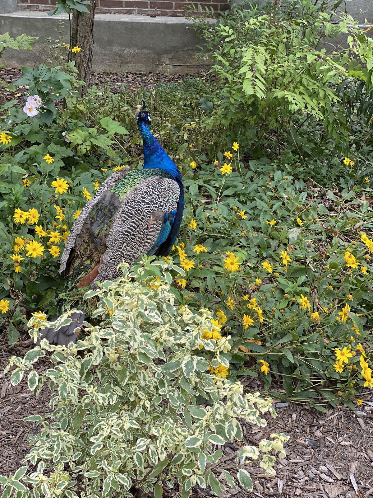 Prospect Park Zoo - Photo 2