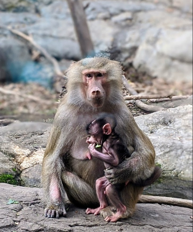 Prospect Park Zoo - Photo 5