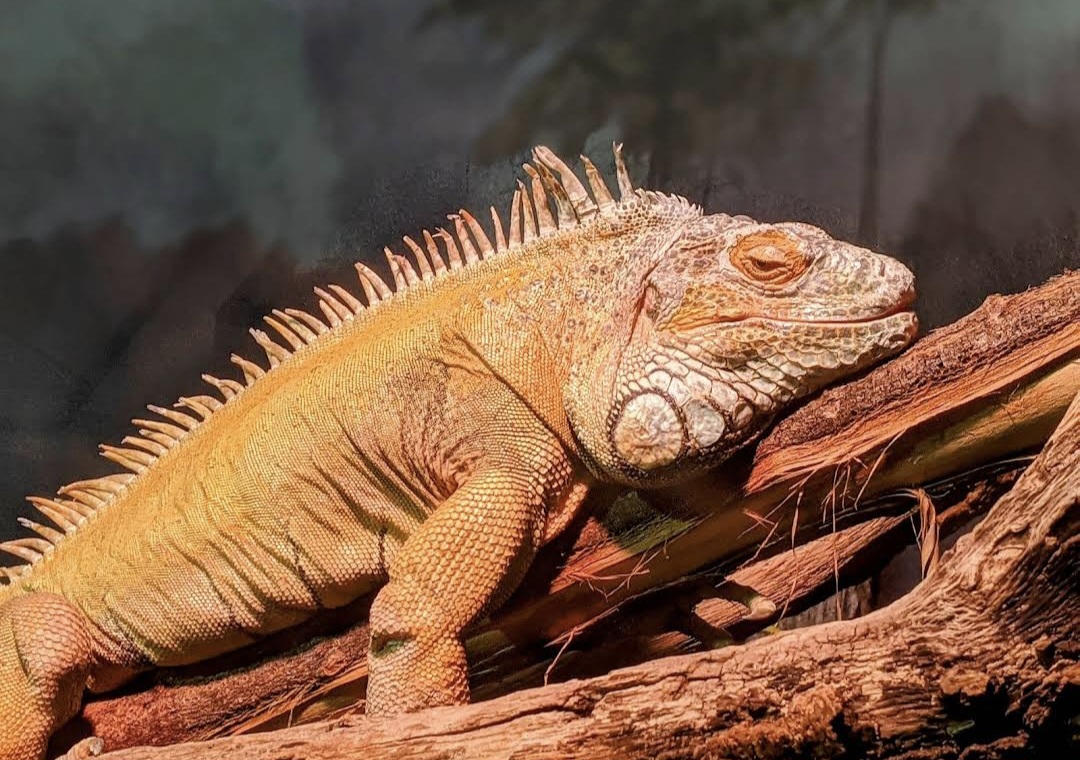 Prospect Park Zoo - Photo 6