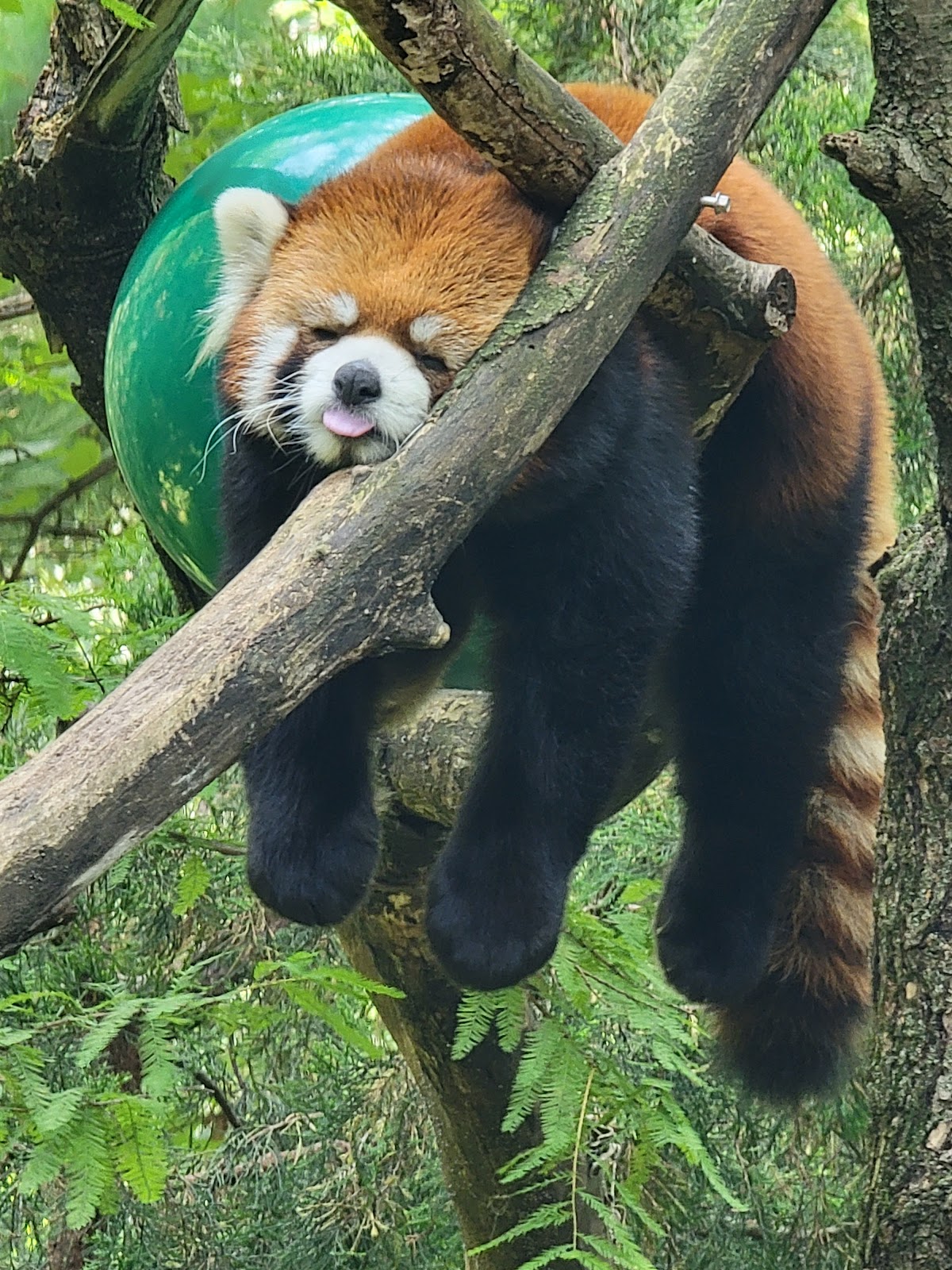 Prospect Park Zoo - Photo 7