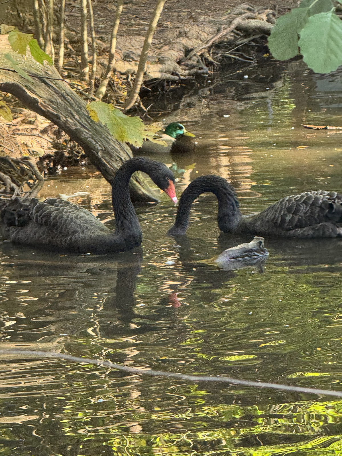 Prospect Park Zoo - Photo 9