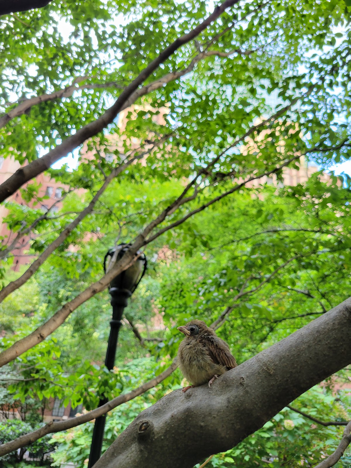 Tudor City Greens - Photo 5